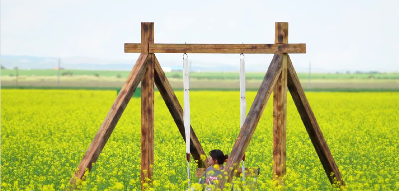 夏日草原 綠海金浪漫花稥：錫林浩特的油菜花田