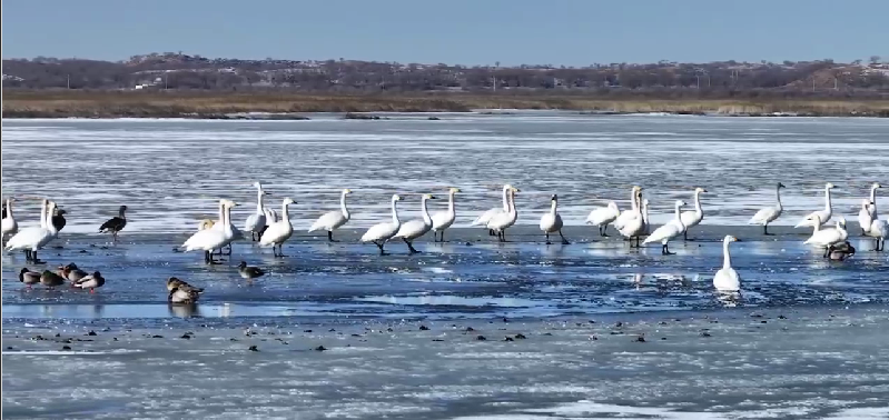 候鳥歸棲 奏響北疆春之序曲