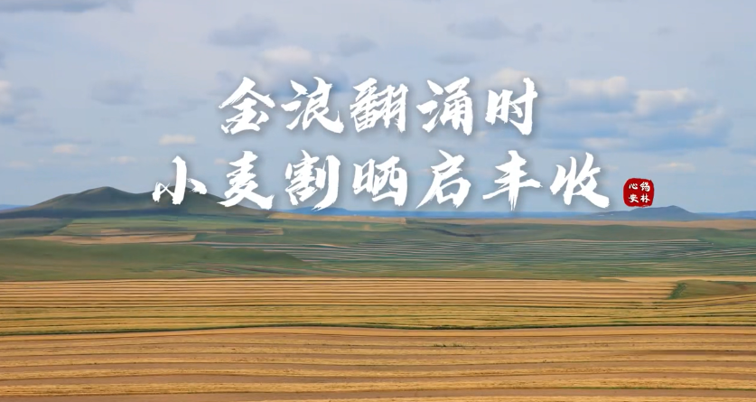 金浪翻涌時 小麥割曬啟豐收