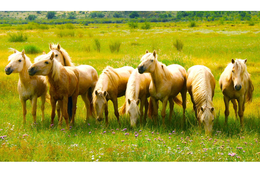 草原八駿